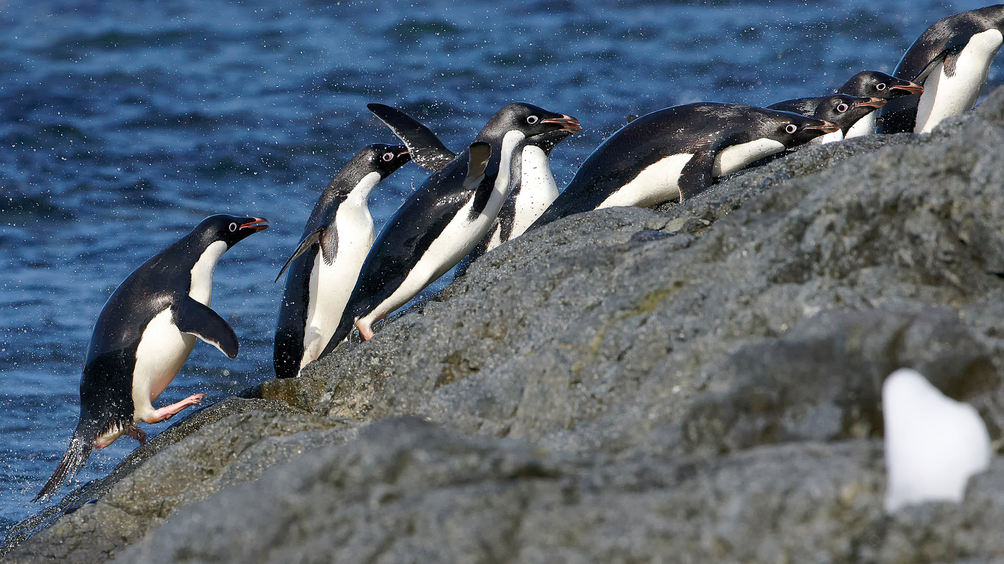 Anlanden der Adieliepinguine